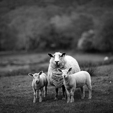 羊 | モノクロ写真のiPad壁紙