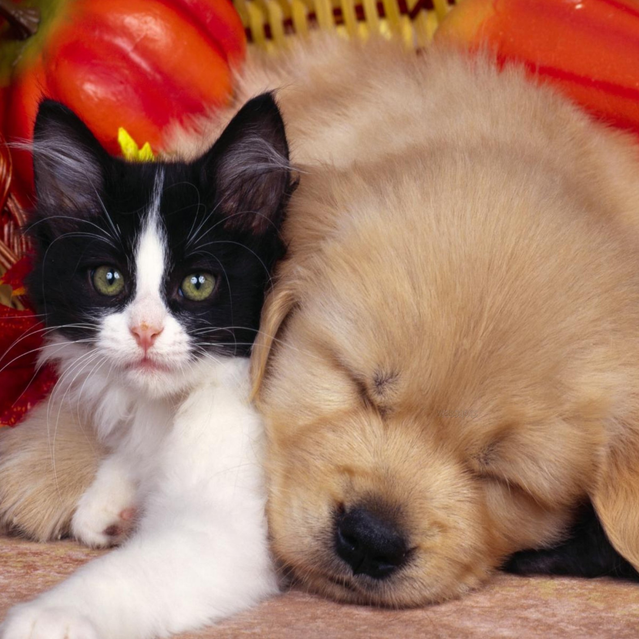 Показать кошки собачки. Щенок и котенок. Милые собачки и кошечки. Милые кошки и собаки. Щенки и кошечки милые.