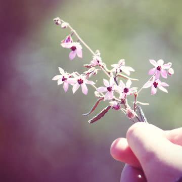 花の壁紙