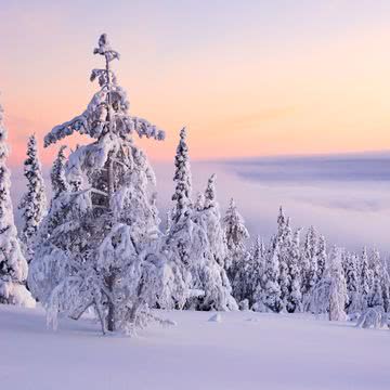 雪原