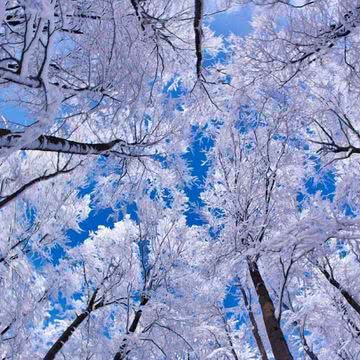 真っ白な冬の木