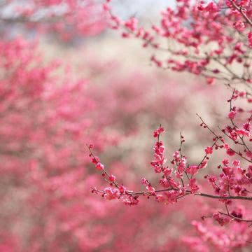 花の壁紙