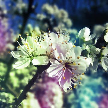 花の壁紙