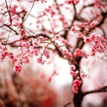 春の桜の花