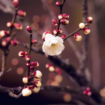 梅の花