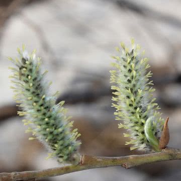 サボテンっぽい植物