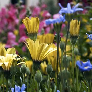 花の壁紙