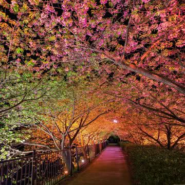 夜桜