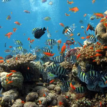 水族館っぽいスマホ壁紙