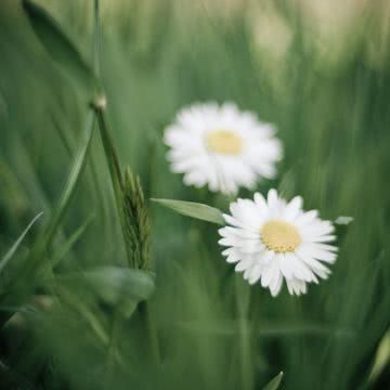 花の壁紙