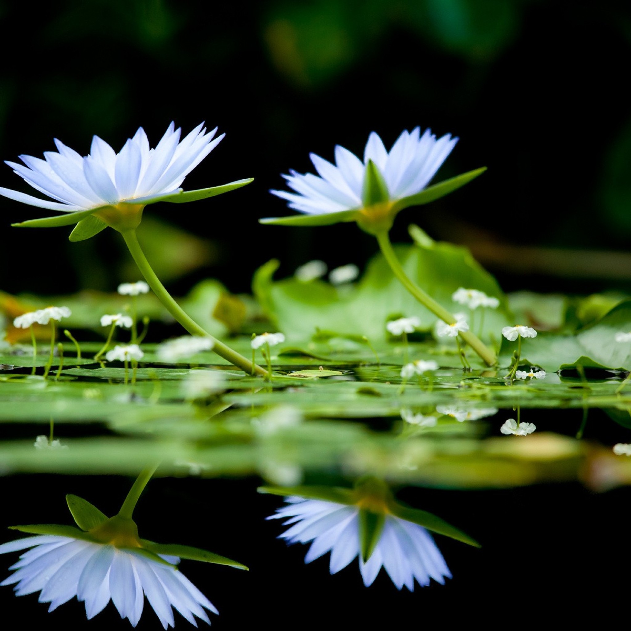 水中花