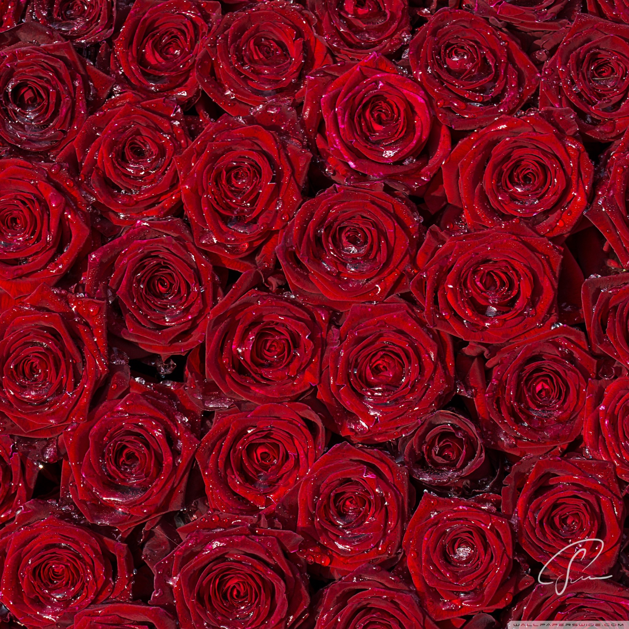 赤い薔薇 Ipad タブレット壁紙ギャラリー