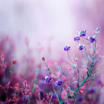 【19位】紫色の花
