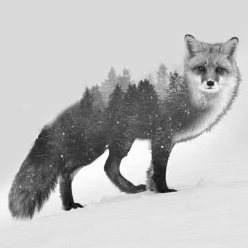 Fox in Snow