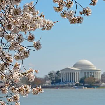 ワシントンの桜