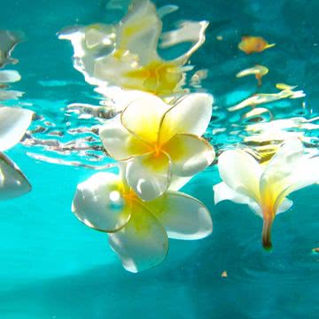 【167位】水中の花