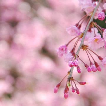 花の壁紙