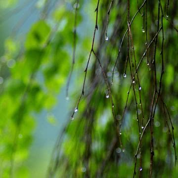 雨