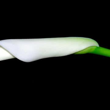 iPhone壁紙White Calla Lilies…