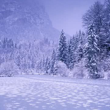 雪の森