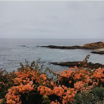 海辺の花