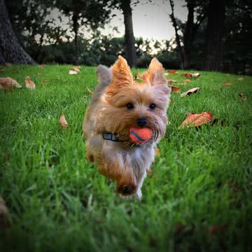 ヨークシャーテリアの子犬