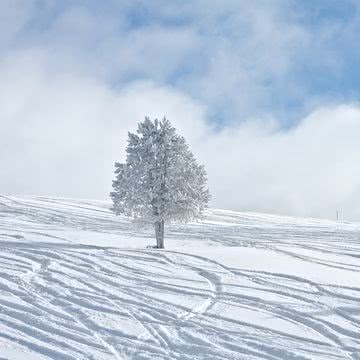 雪原のシュプール