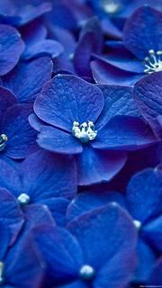 Blue Flowers