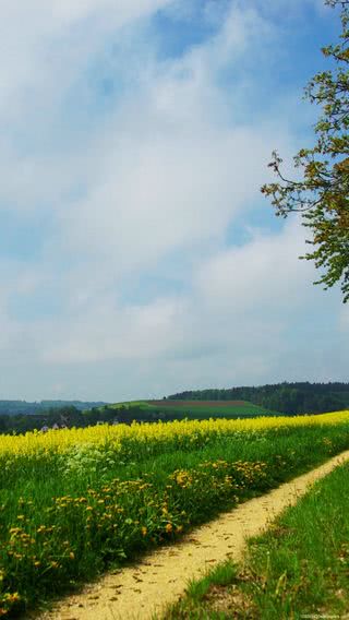 菜の花畑と田舎道