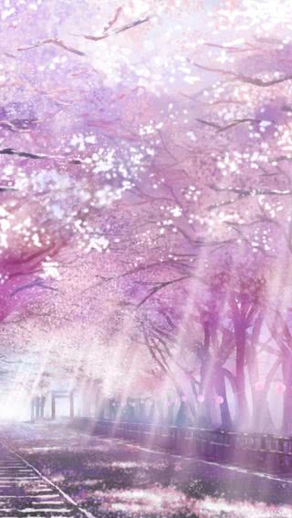 【164位】桜