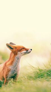 きつね | 動物のiPhone壁紙