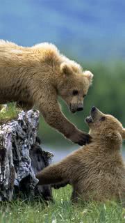 クマの子どもたち | 動物のiPhone壁紙