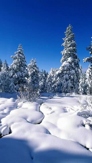 真っ白な雪