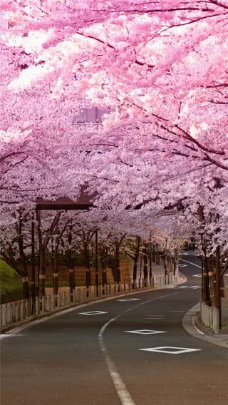 春の桜並木|道路のiPhone壁紙