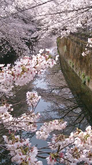 川辺の桜