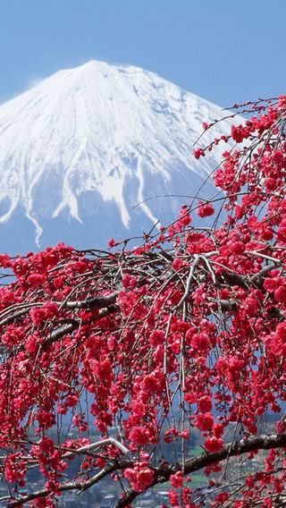 春の富士山