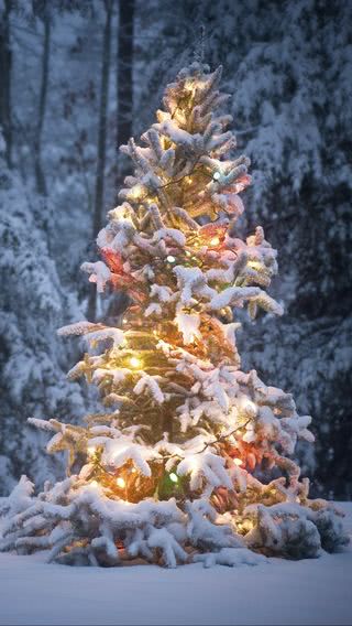 雪に包まれたクリスマスツリー