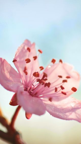 桜の花