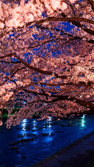 川辺の夜桜