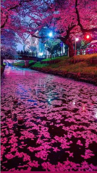 【177位】夜桜