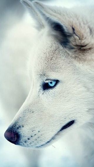 White Wolf