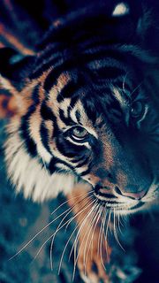 Tiger | 動物のiPhone壁紙