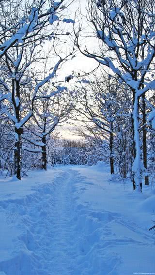 雪の森