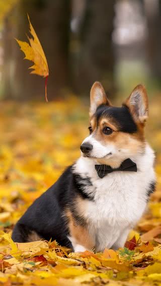 蝶ネクタイを着けた犬