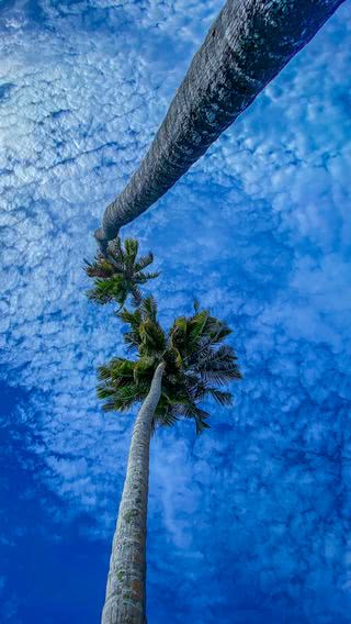 ヤシの木と青空