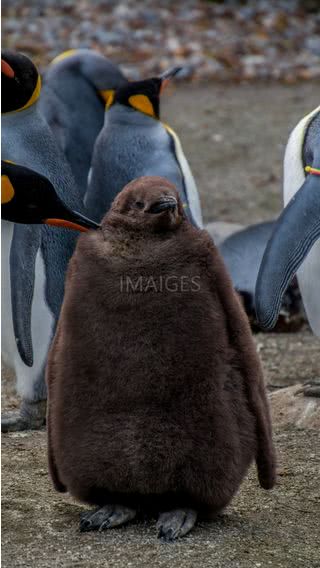 ペンギン