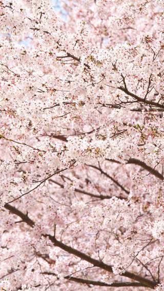 満開の桜