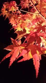 夜の紅葉