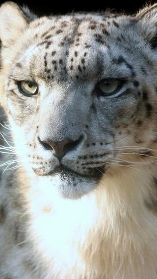 Snowy Leopard