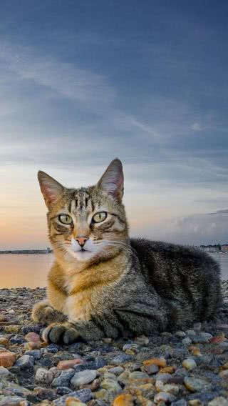 海辺の猫